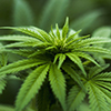 Medyczna marihuana w Polsce, a konsultacje z lekarzem online - jak to dziaa?