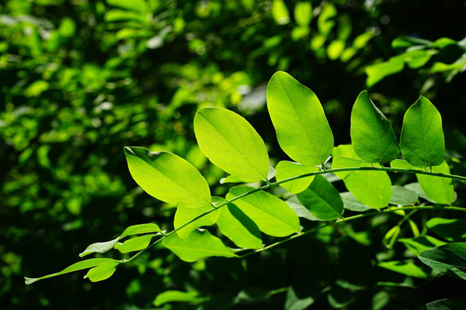 Chlorofil - sok z chlorofilu na anemię i żylaki. Właściwości chlorofilu