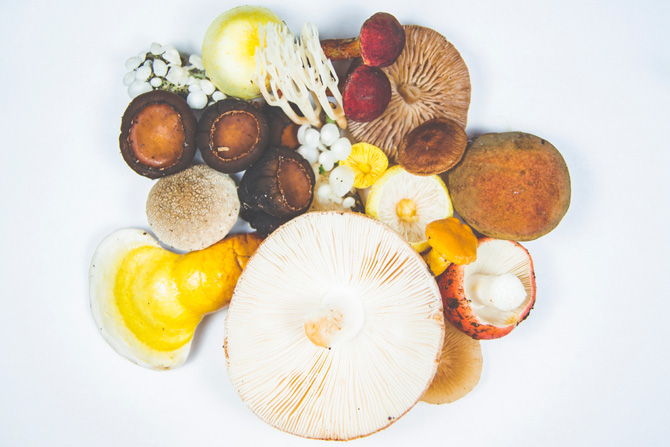 Reishi - unikalny adaptogen dla cukrzyków